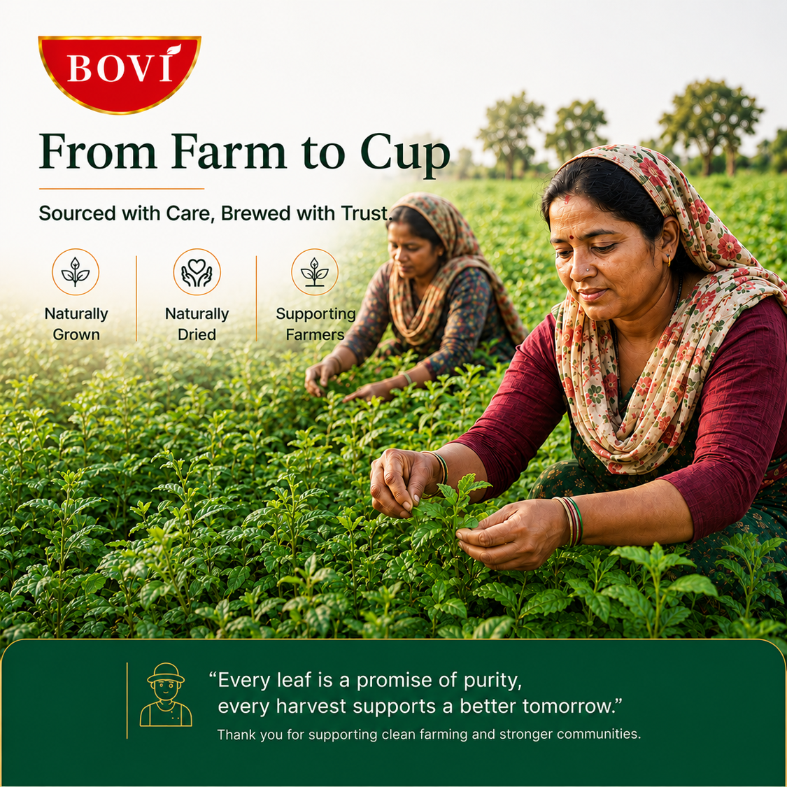 BOVI Spearmint Herbal Loose Leaf Tea, 100G